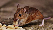 24 Hour & Emergency Exterminators in Rocky Top, TN